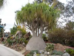 Free Palm Tree Removal