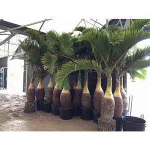 Schedule Your Free Palm Removal