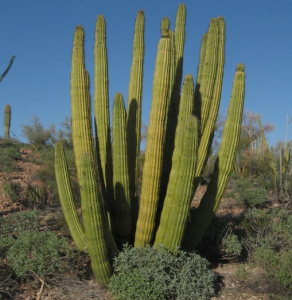 Free Cactus Removal