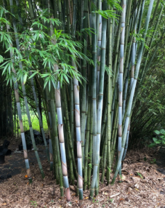 Free Bamboo Removal