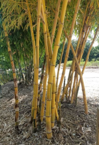 Types of Bamboo We Remove