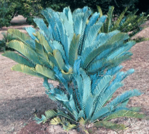 Cycad Plants We Remove & Research