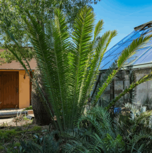 Free cycad Palm Removal Florida