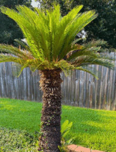 Free Sago Palm Tree Removal