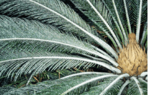 Cycad Palm Removal in Florida