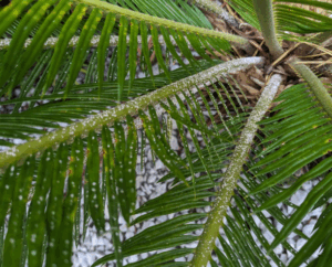 Cycad aulacaspis scale