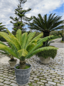 Sago Palm Removal in Florida